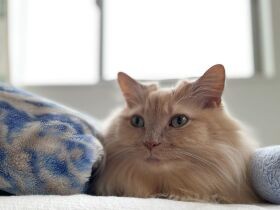 小さな声を漏らしながら美味しそうにご飯をカリカリ♪　マンチカンの「リリ」