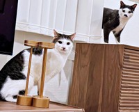 仲良くチラリ！（左から）セロイくん、弟猫のプランスくん（画像提供：パッツン前髪のセロイと弟プランスさん）