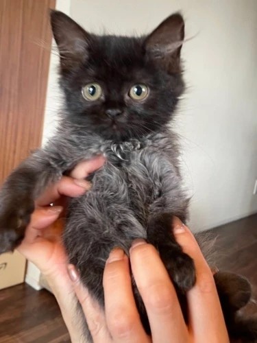 家にきたころの「ルナ」

