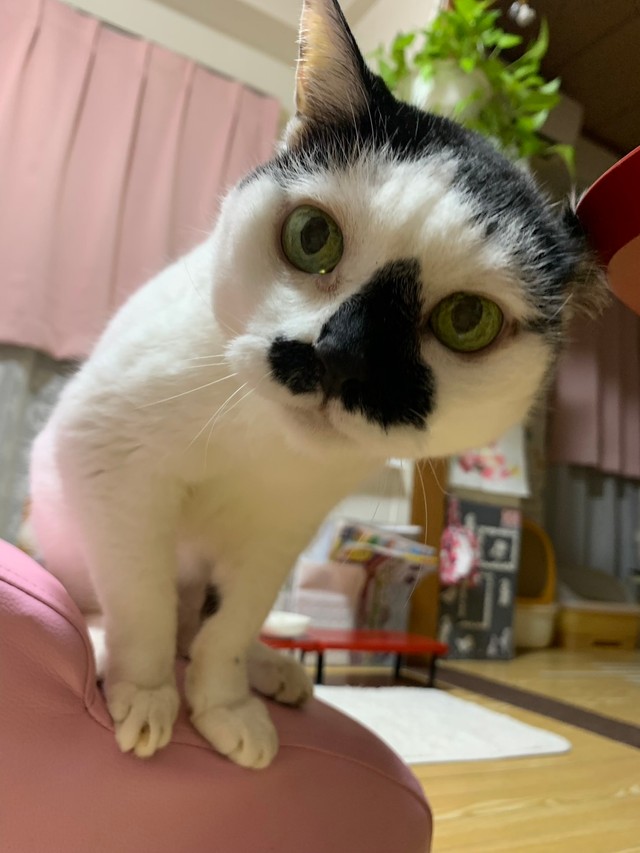 家ではこんなにリラックスしているクニヲちゃんですが、病院ではパニックな顔つきですね。