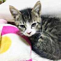 保護から1カ月、家に慣れてきたひゅうちゃん（画像提供：ふみさん）