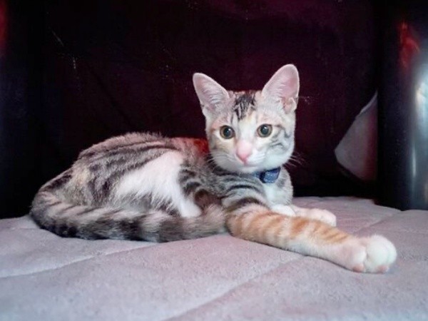 床上で寝そべるテトちゃん（画像提供：テト(バステト女神)と私さん）