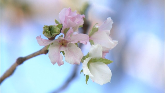桜、秋だけど咲き誇る　ピンクの花が100輪超　高松市総合体育館