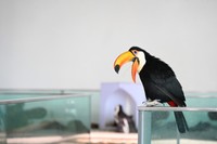 見られるチャンスは貴重（ニフレル提供）