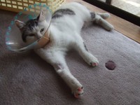 お迎え当初のフクちゃん