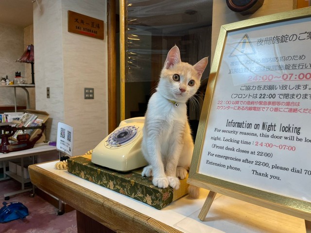 「私も先輩のように、一人前の看板猫を目指すにゃん！」（提供：桐屋旅館 aka.ねこ宿 @kiriya_ryokan）