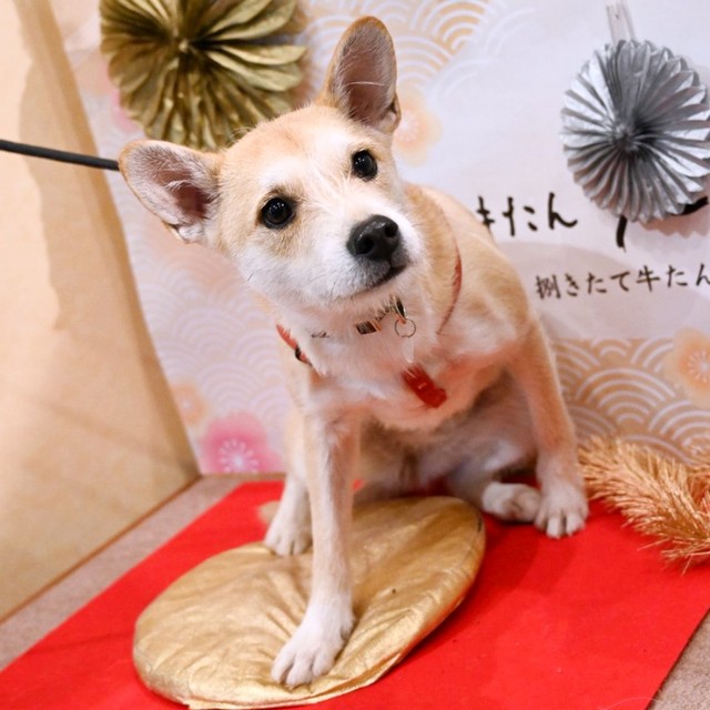 優しげな表情が素敵なパフィちゃん（画像提供：誠樹ナオさん）