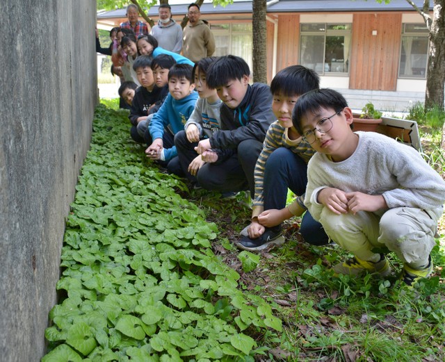 校舎東側で栽培しているフタバアオイと児童たち（京都市左京区・八瀬小）
