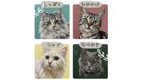 宇多津町に猫カフェ「讃岐neko」がオープン　倉敷美観地区の2号店として　香川