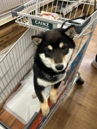 【ビフォー写真】カートに乗せられてちょっと不服そうなむさしくん（提供：むさしさん）