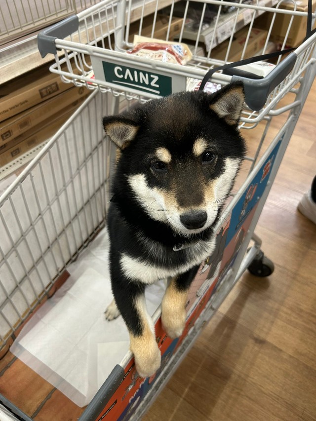 【ビフォー写真】カートに乗せられてちょっと不服そうなむさしくん（提供：むさしさん）