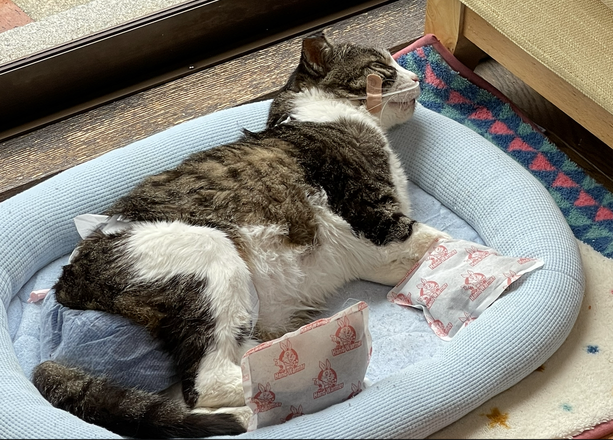 カイロで温めてもらい経鼻食道チューブをつけて横たわるとも君（提供画像）