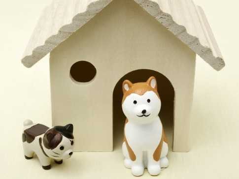 災害時にペットと避難、心得は？　東北の被災地で見えたこと