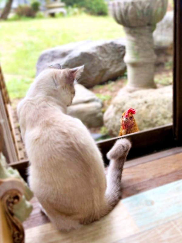 窓越しに初対面を果たしたマチュちゃん、たま子ちゃん（画像提供：きなこ@針村さん）