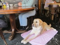 盲導犬の待機場所～盲導犬には広いスペースが必要？（提供画像）