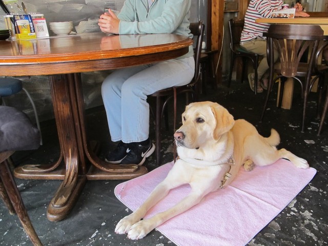 盲導犬の待機場所～盲導犬には広いスペースが必要？（提供画像）