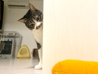 ひょっこりにゃん