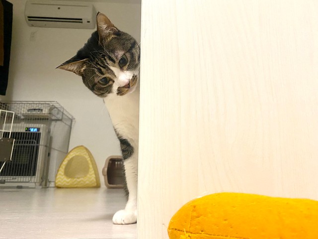 ひょっこりにゃん