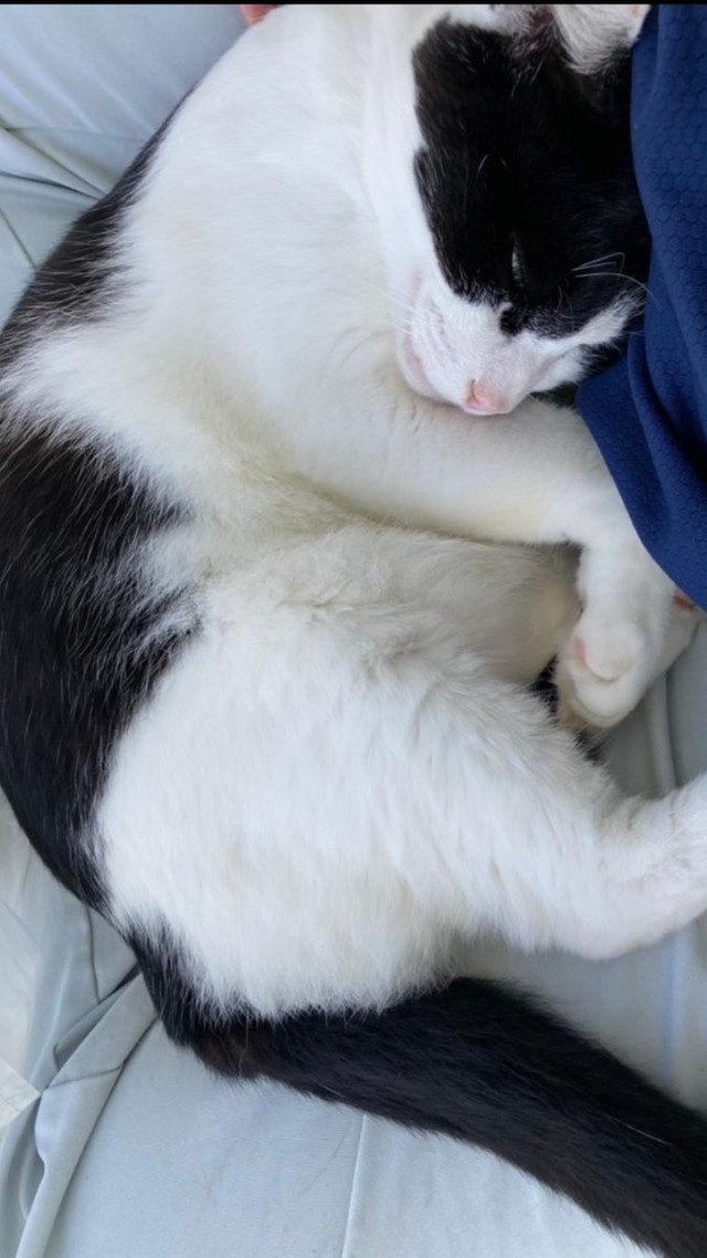 パパの膝の上で幸せを満喫＝ハニートーストさん（@hanichan_u_m）提供
