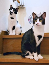 階段上にちょこんと座る（左から）ミアちゃん、ダダくん（画像提供：マグルの猫さん）