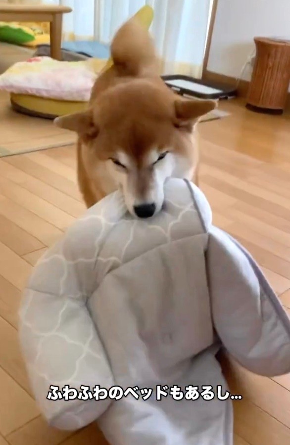 今の飼い主さんのおうちに来て初めて知った「ふわふわのベッド」（動画からキャプチャー／提供：ミニすずさん）