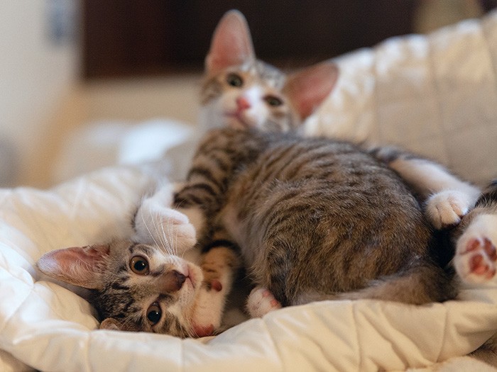 遊ぶときも眠るときもくっついている