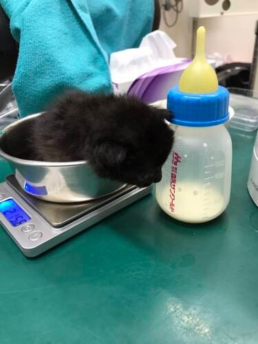 保護時は215ｇちょっと。3匹の中でいちばん小さかったうにですが、今は900gで、姉妹でいちばん大きく成長中（大師前どうぶつ病院提供）