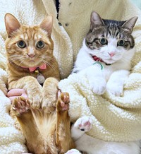 お留守番を頑張ったふたり。（左から）弟猫のむぎくん、ふくくん（画像提供：とこもさん）