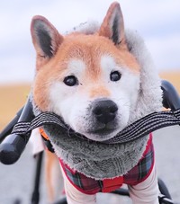 冬はマフラーなど防寒アイテムを身につけてお散歩するティーくん（画像提供：柴のティーさん）