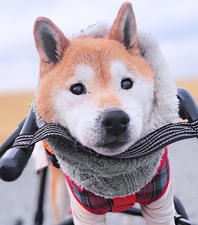 冬はマフラーなど防寒アイテムを身につけてお散歩するティーくん（画像提供：柴のティーさん）