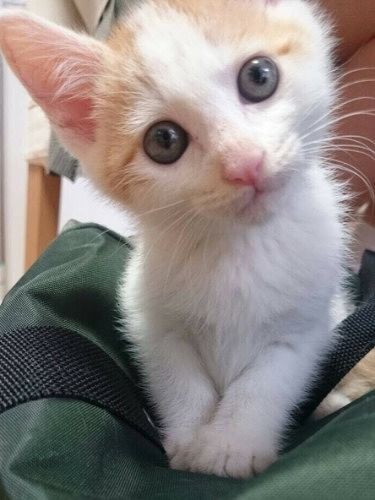 迎えたばかりの頃の「ぐーぐー」