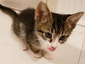 建物の間から、また子猫　しかも誕生日　「思わぬプレゼントに」