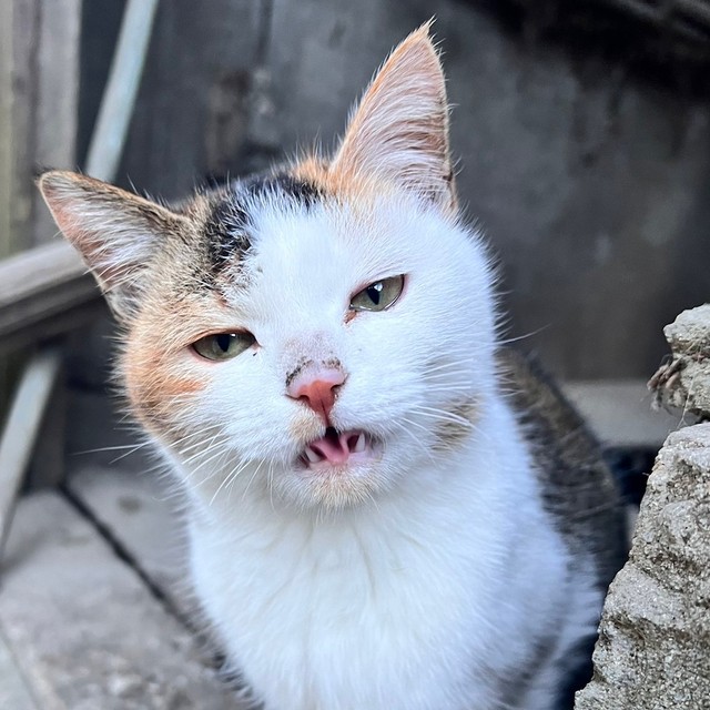 なかなか春キャベツを収穫出来なかった理由とは？（画像提供：柴桜 三朗太さん）
