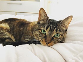 桜の下で保護された三毛猫「さくら」　今ではすっかり甘えん坊に