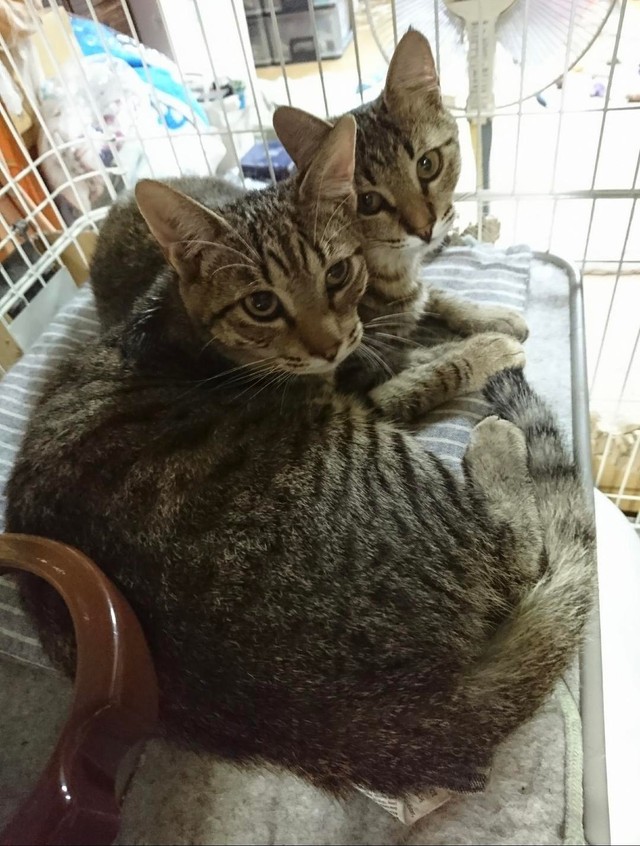 仲良く寄り添う2匹＝gatita_himawariさん提供