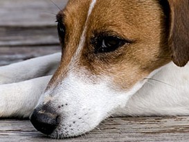 鼎談　動物病院との付き合い方①　飼い主の疑問、獣医師の本音