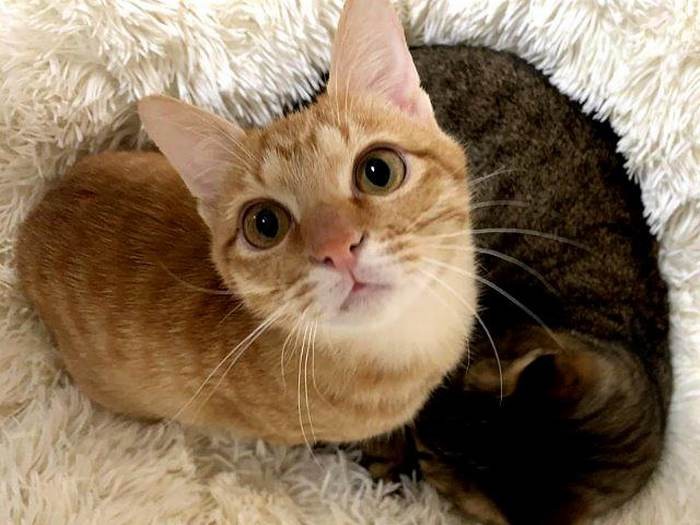 すっかりきれいになったきなこくん