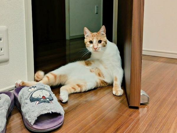 まるで人間！？ 器用な座り方をするもずくくん（画像提供：mさん）