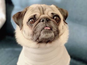 「パグの振り見て、我が振り直せ」が信条　そしたら、世界がとんでもなく広がった！