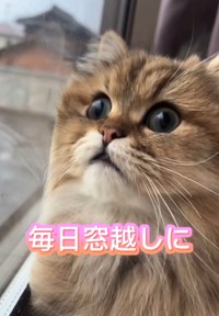 おうちにお迎えしたら、表情が明るくなった（ぷんちゃんの飼い主さん提供、Instagramよりキャプチャ撮影）