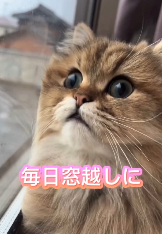 おうちにお迎えしたら、表情が明るくなった（ぷんちゃんの飼い主さん提供、Instagramよりキャプチャ撮影）
