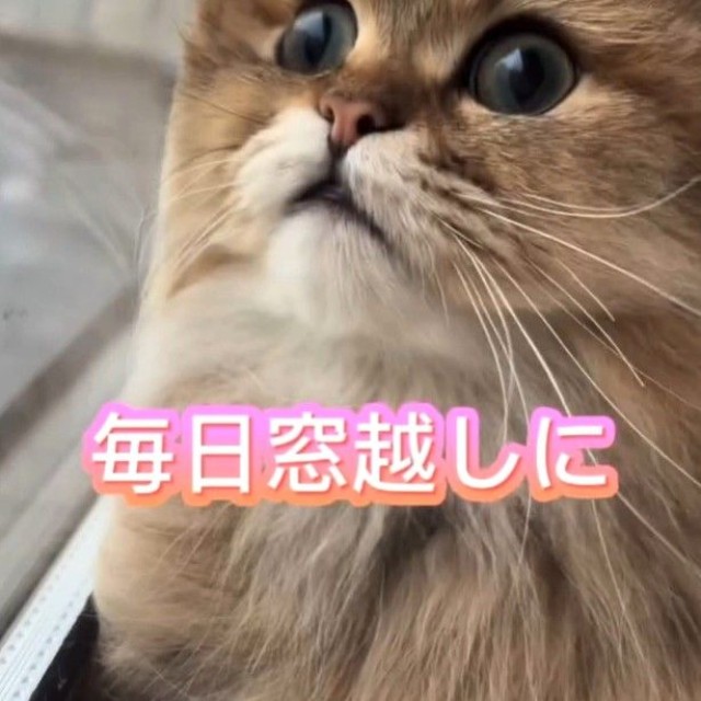 おうちにお迎えしたら、表情が明るくなった（ぷんちゃんの飼い主さん提供、Instagramよりキャプチャ撮影）