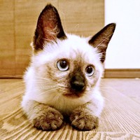 保護時、生後1.5カ月ほどだったルシウスくん（画像提供：だぬ彦さん）