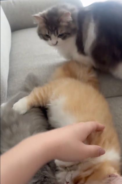 わかった、わかったから～！」妹への“愛が重すぎる”子猫 熱烈な毛づ