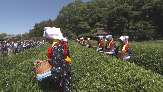 岡山後楽園で伝統の茶つみ祭　岡山