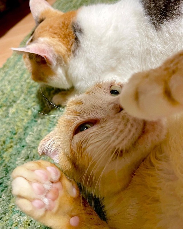 こんな表情が笑みを誘う