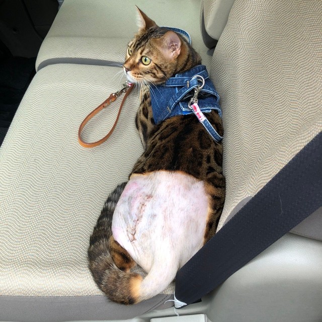 術後、痛々しい姿の榎くん