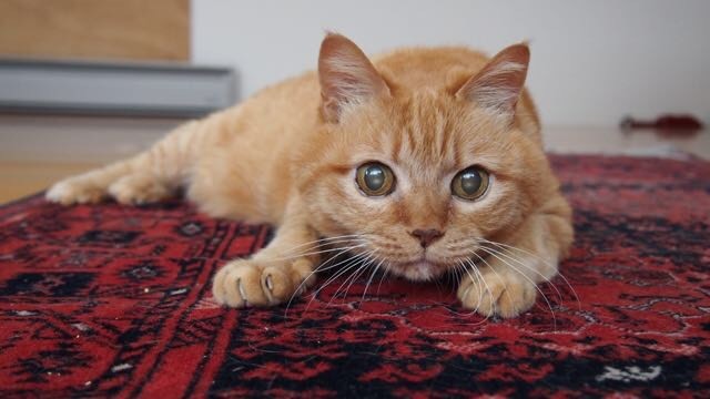 ペットシッターさんと遊ぶ梅ちゃん