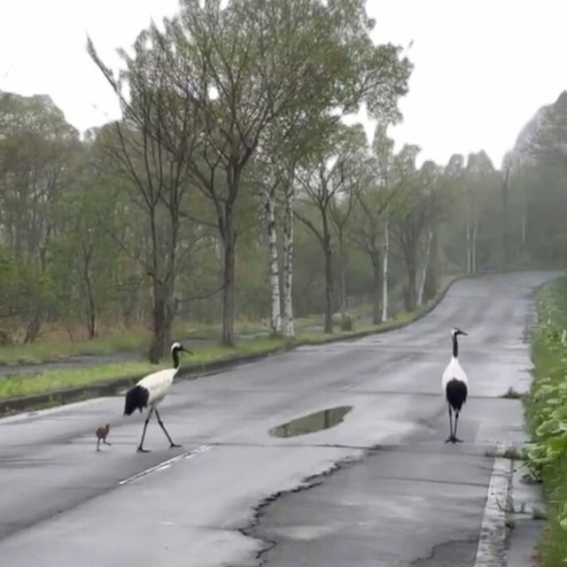 道路をわたるタンチョウの家族（画像提供：Kohei NAGIRA | 柳楽 航平さん ※動画よりキャプチャ、画像を一部トリミング）