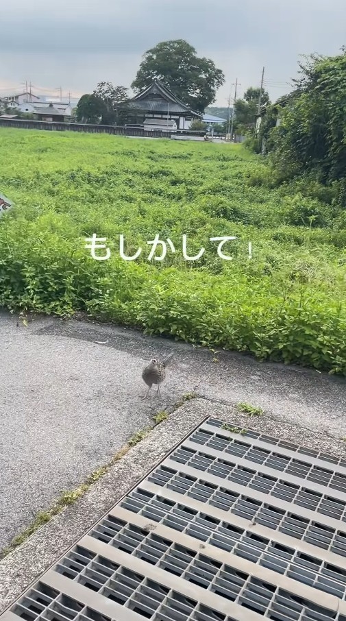もしかして！グレーチングの下に？（「セブン‐イレブンさくら喜連川店」さん提供、Instagramよりキャプチャ撮影）